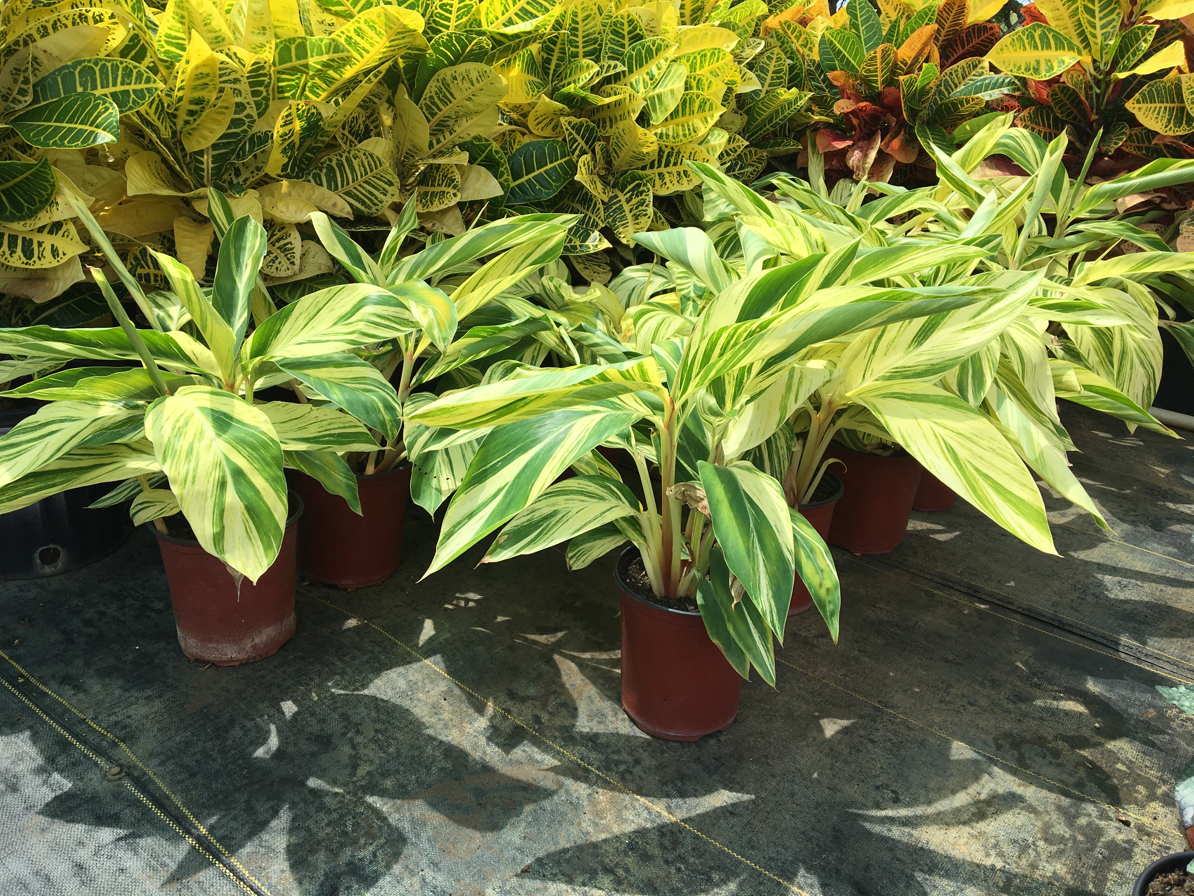 Ginger Lily Variegated Lawns And Landscapes