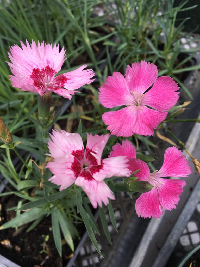 Dianthus | Lawns And Landscapes