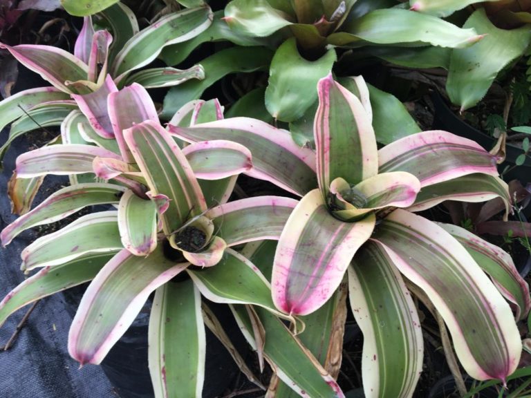 Exotic Bromeliad – Purple Blush – Lawns And Landscapes