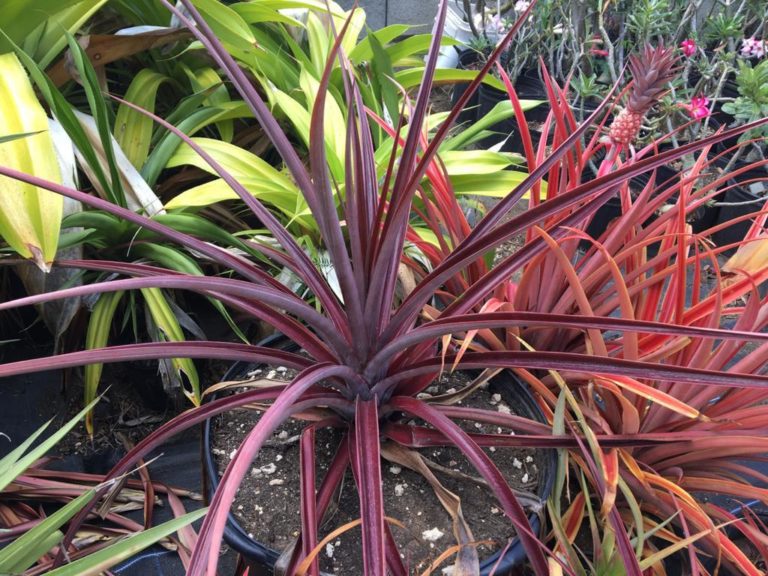Purple Ornamental Pineapple – Lawns And Landscapes